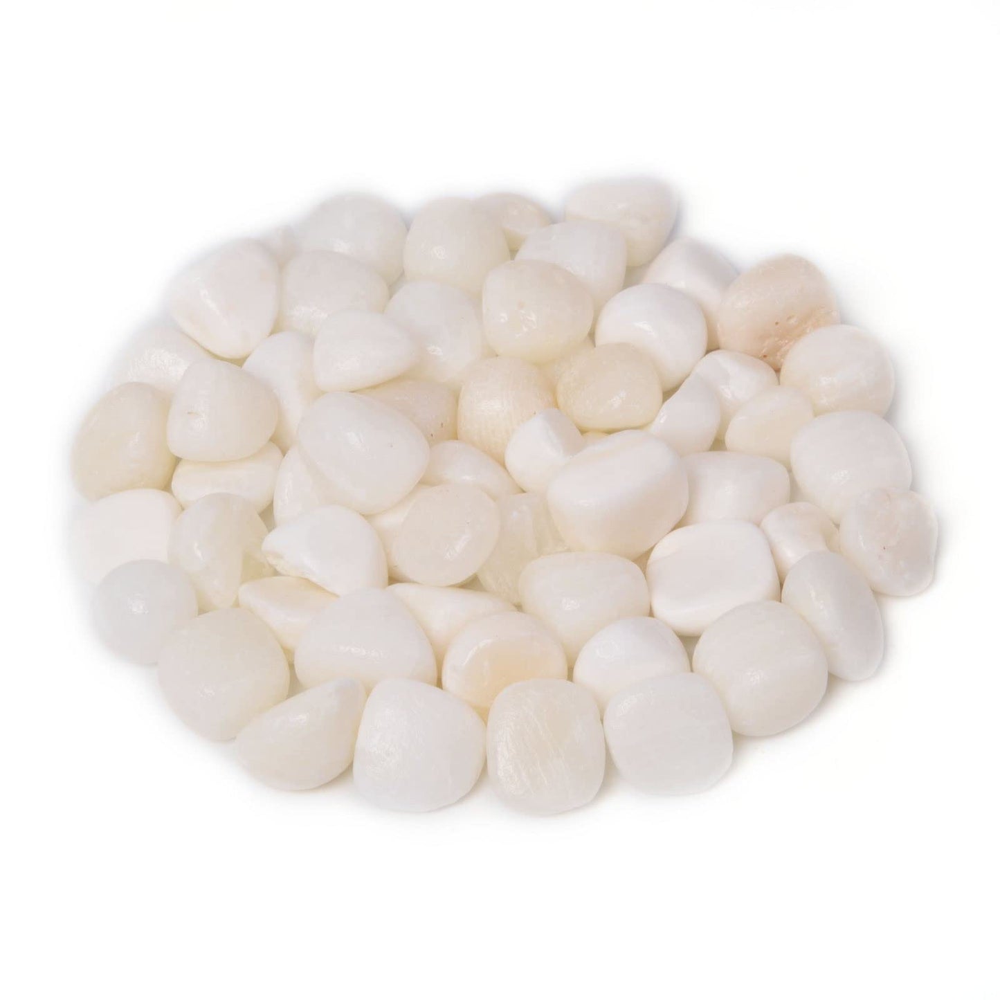 Natural Tridacna Shell Polished Chips Crushed Tumbled Stone Crystal Healing Embellishments 100 grams
