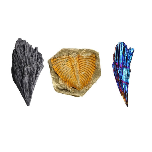 zaoalife Natural Healing Reiki Tourmaline Raw Stone Black Tourmaline Feather Rough Energy Mineral Reiki Healing Stone Real Trilobite for Collections