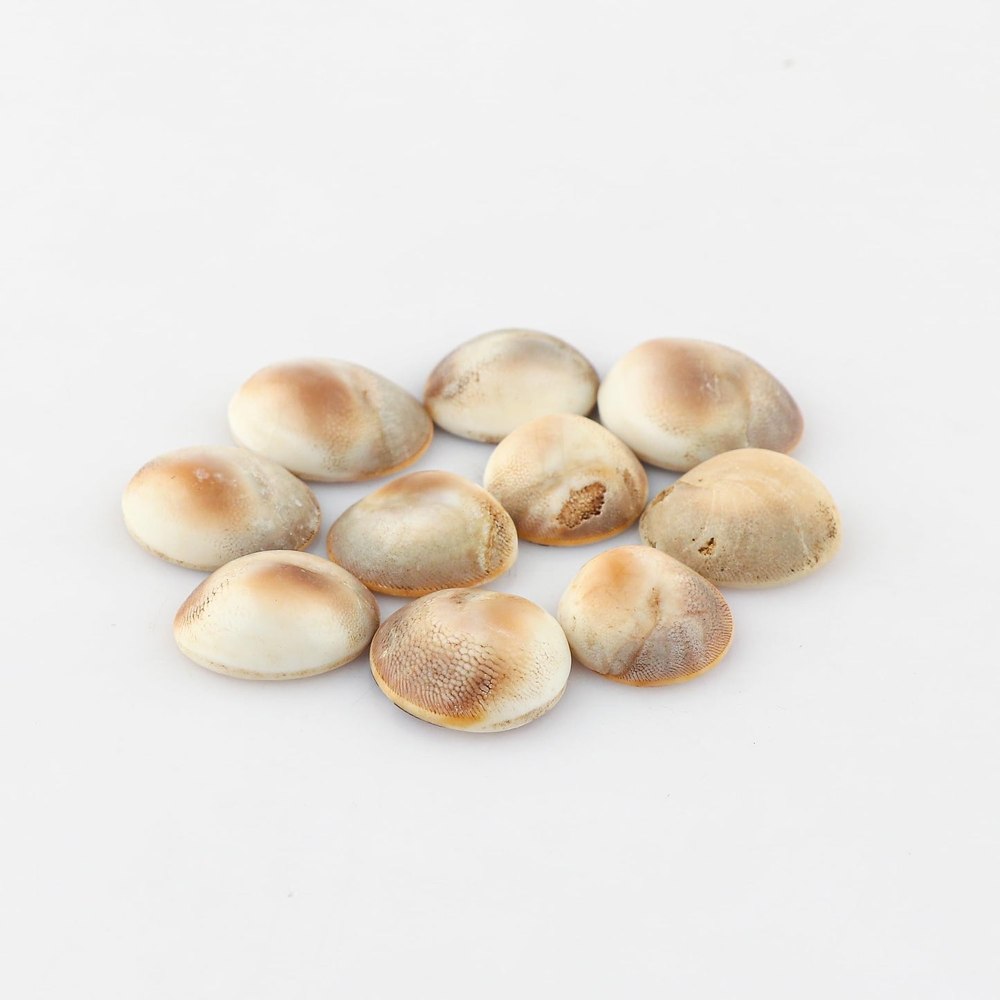 CRYSTALIS Wholesale 10pcs Natural Shiva Eye Shell Loose Gemstone Bulk Cabochons Jewelry Making Supply, Chakra & Healing Polished Stones, Wire Wrapping, DIY, Gem Collection, 15mm+