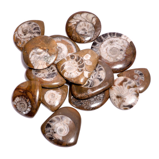 GEMKORA™ 3pcs Natural Ammonite Brown Gemstone Cabochon for Jewelry Making, Loose Gemstone Wholesale Lot, DIY, Wire Wrapping, Healing Crystals, Bulk Crystals Deal