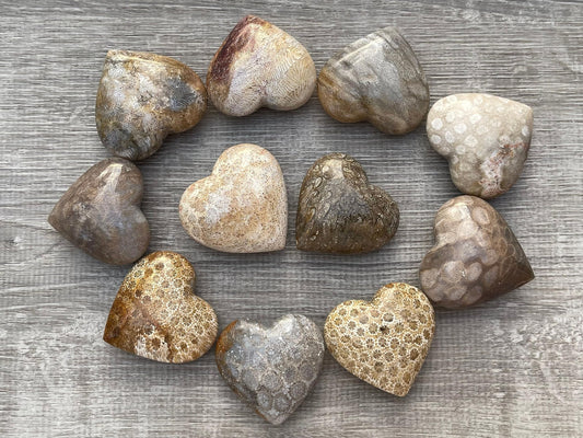 GAF TREASURES Fossil Coral Gemstone Hearts, Polished Fossil Coral Puffy Hearts, Fossil Coral Crystal Palm Stone, Fossil Coral Healing Crystal Hearts (1 Heart)